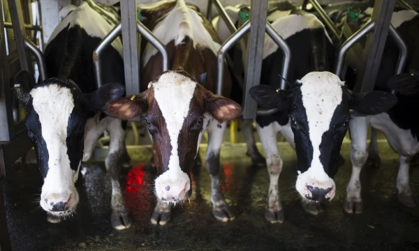 Amiro Coheno („Reuters“ / „Scanpix“) nuotr.