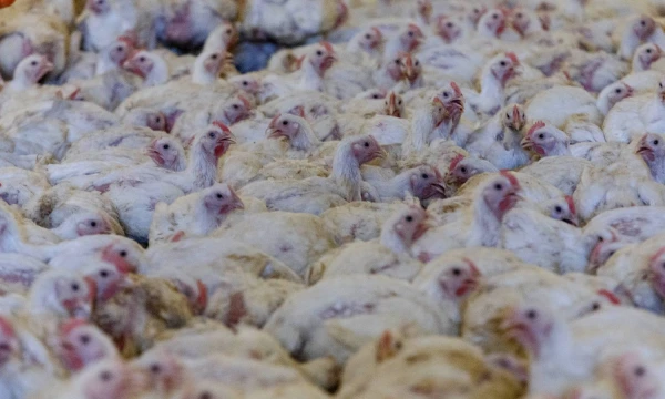 Vladimiro Ivanovo (VŽ) nuotr.