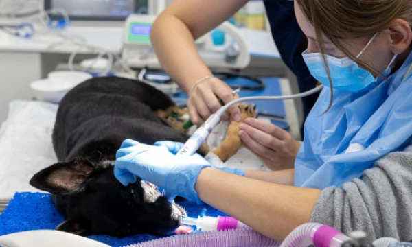 „PetCity“ klinika Vilniuje. Juditos Grigelytės (VŽ) nuotr.
