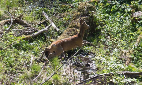 Asvejos regioninio parko Jurkiškio upelio pažintiniame take. Juditos Grigelytės (VŽ) nuotr. 