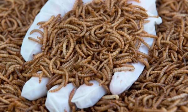 Thierry Zoccolano ( APF / „Scanpix“) nuotr.