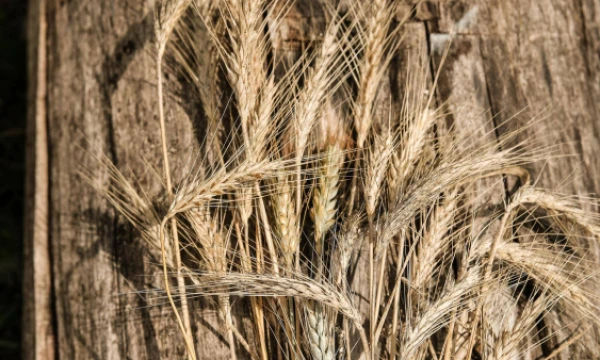 Vladimiro Ivanovo (VŽ) nuotr.