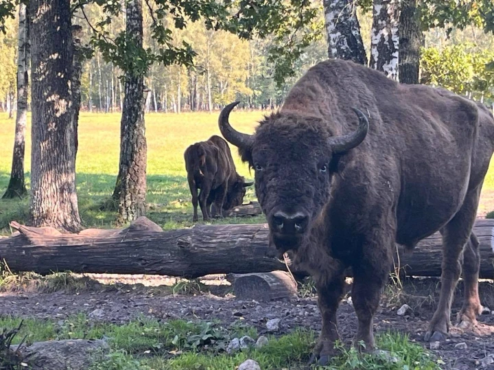 Lietuvoje gimę stumbrų dvyniai paleisti gyventi į laisvę
