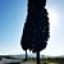 instar