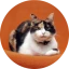 Runce
